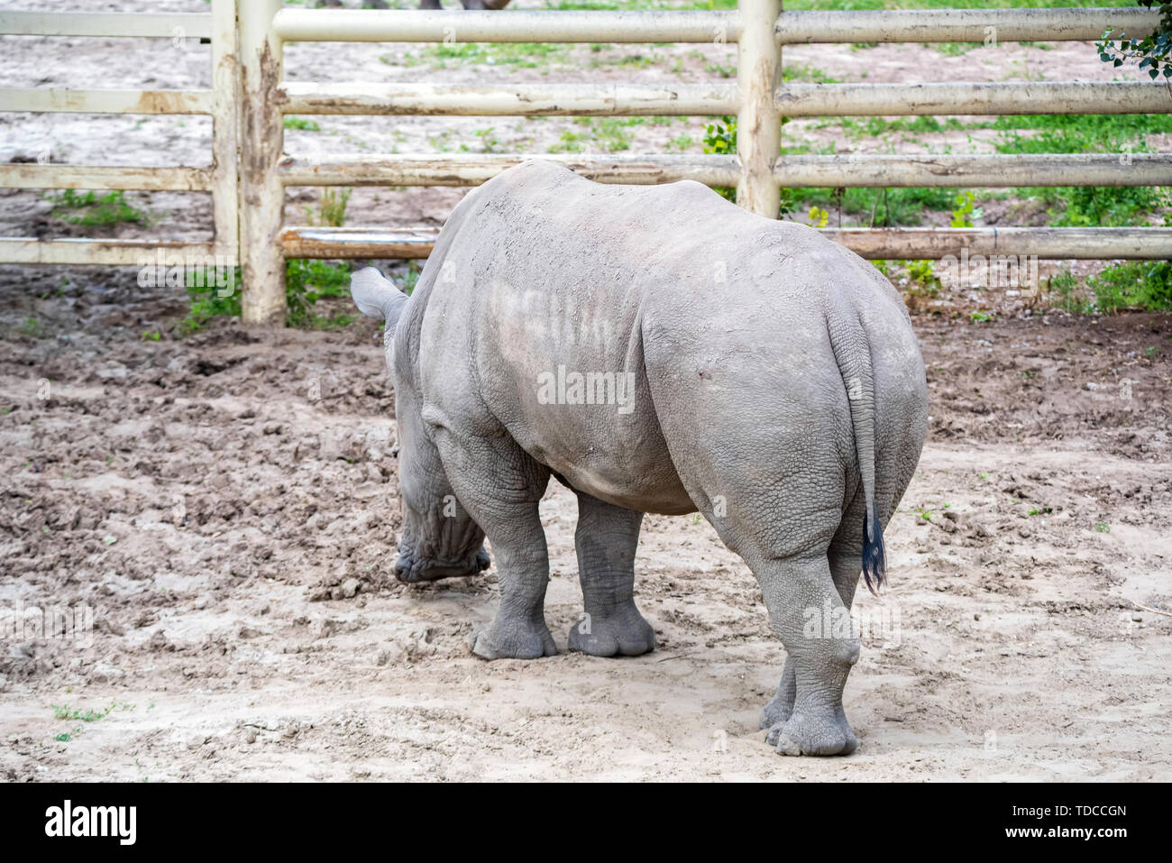 Vista posteriore del rinoceronte bianco o Ceratotherium simum pascolano in cattività in zoo Foto Stock