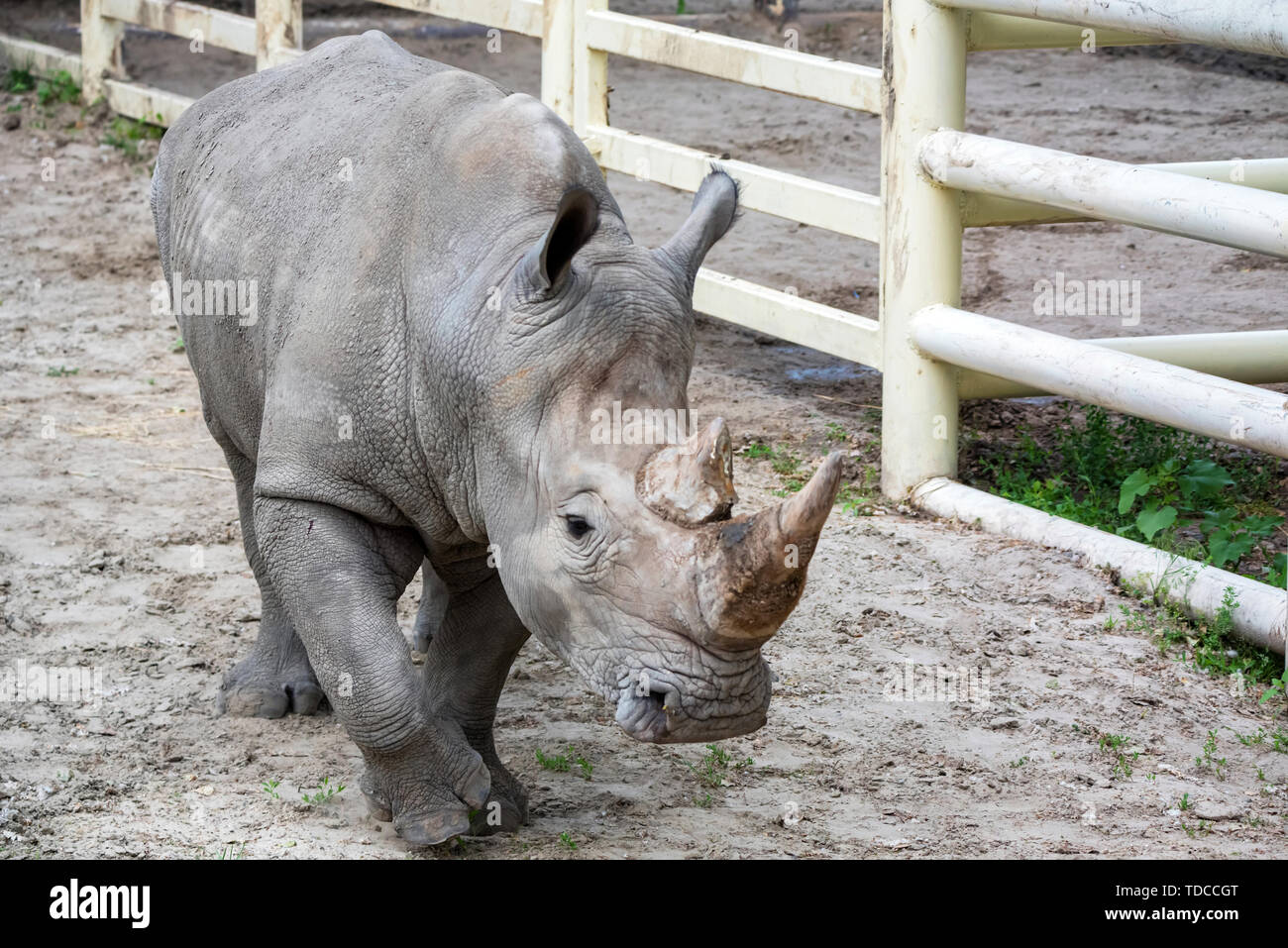 Vista ravvicinata del rinoceronte bianco o Ceratotherium simum in cattività in zoo Foto Stock