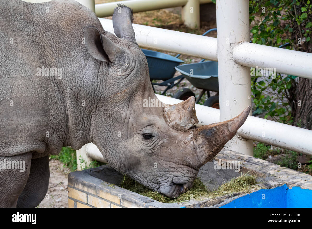 Vista ravvicinata del rinoceronte bianco o Ceratotherium simum mangiare fieno in cattività in zoo Foto Stock