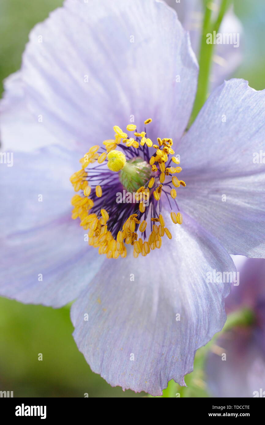 Meconopsis aculeata 'Viola'.Viola Himalayan poppy fioritura in maggio. Regno Unito Foto Stock