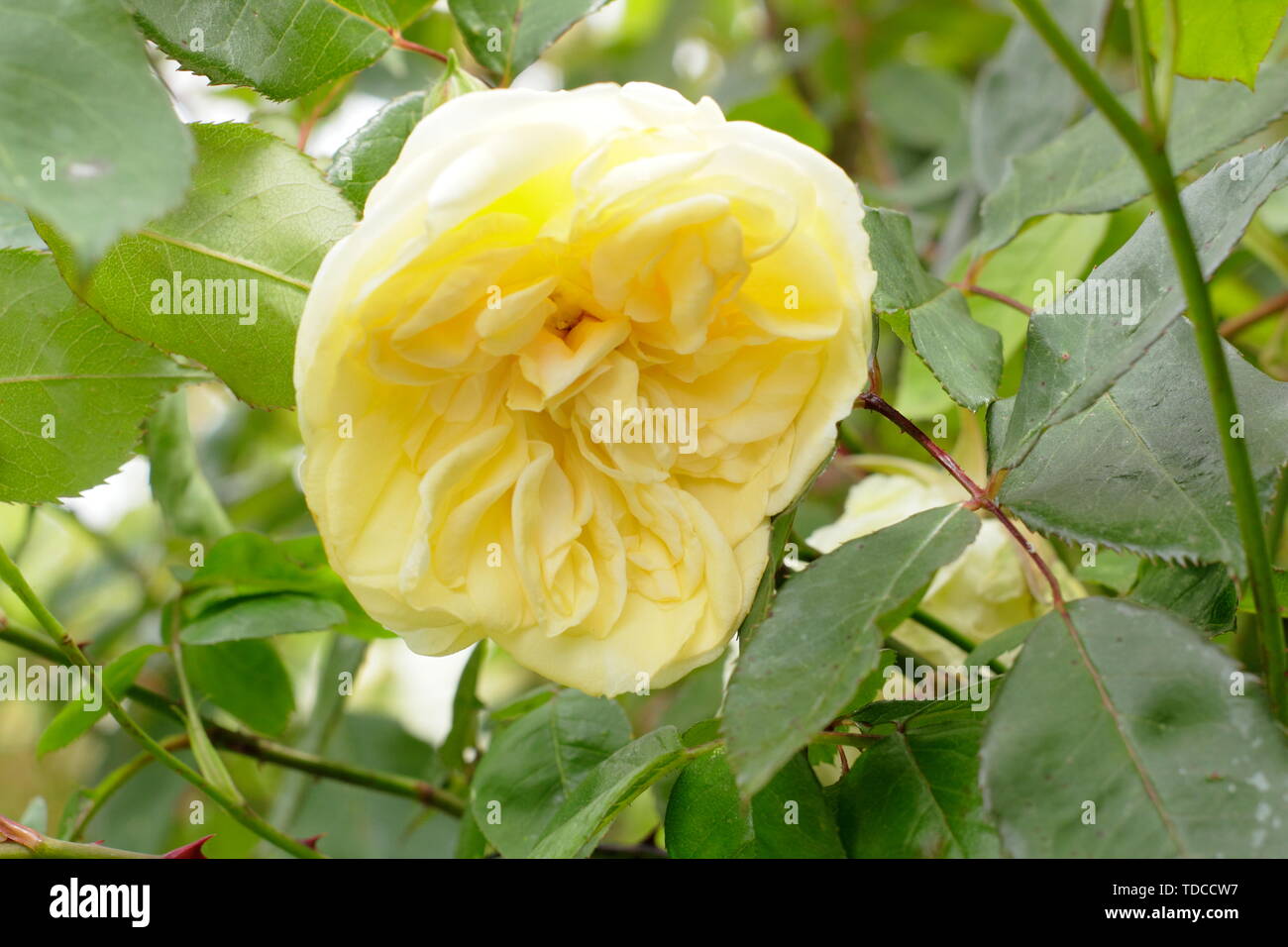 Rosa 'Devoniensis'. Fragrante, rosa rampicante fioritura verso la fine di maggio. Foto Stock