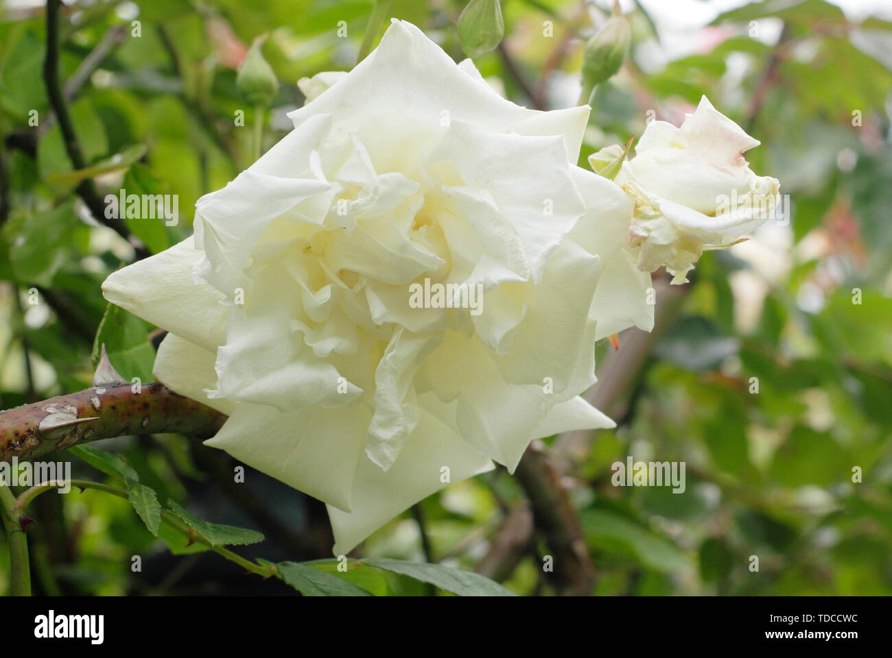 Rosa 'Mrs Herbert Stevens'. Profumati di Mrs Herbert Stevens rosa  rampicante fioritura verso la fine di maggio Foto stock - Alamy
