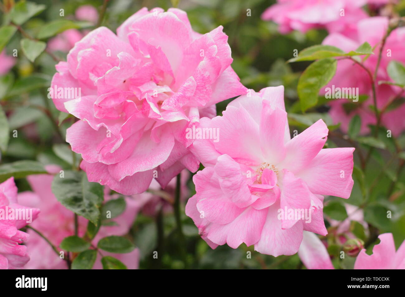 Rosa 'Old Blush Cina". Fiori profumati di questo vecchio Rose fioritura in maggio. Chiamato anche "Parsons Rosa la Cina". Foto Stock
