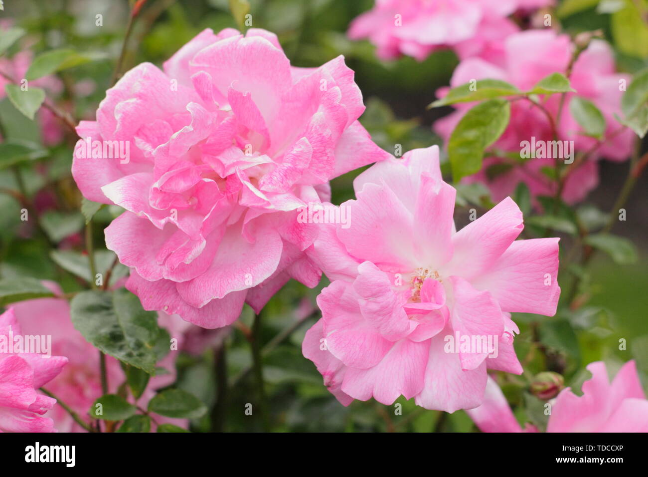 Rosa 'Old Blush Cina". Fiori profumati di questo vecchio Rose fioritura in maggio. Chiamato anche "Parsons Rosa la Cina". Foto Stock