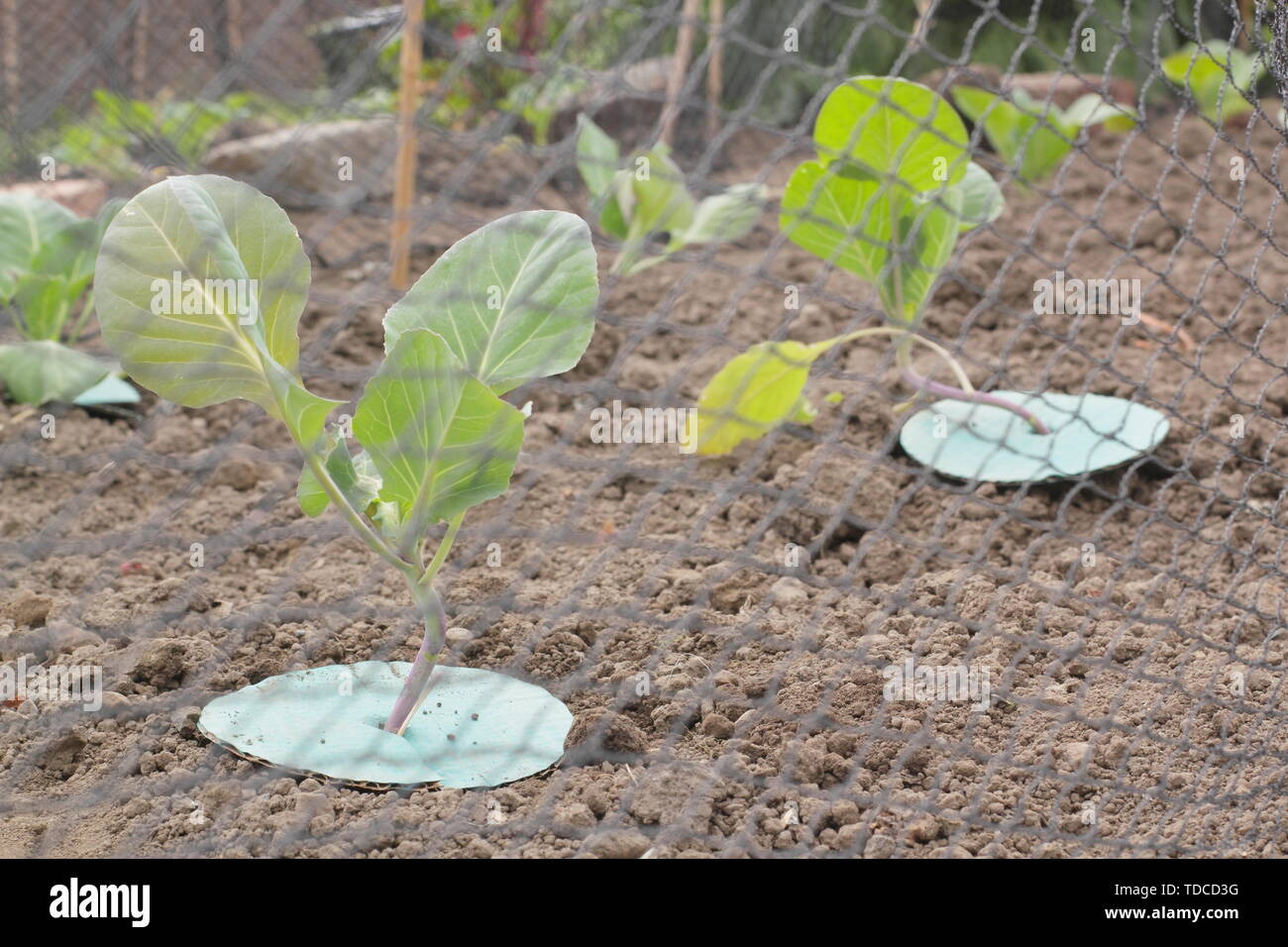 Brassica oleracea. Brassica collare posto sulla piantina di cavolo cappuccio per impedire la radice di infestazione di Mosca e trattenuti per dissuadere i danni degli uccelli - Maggio. Regno Unito Foto Stock