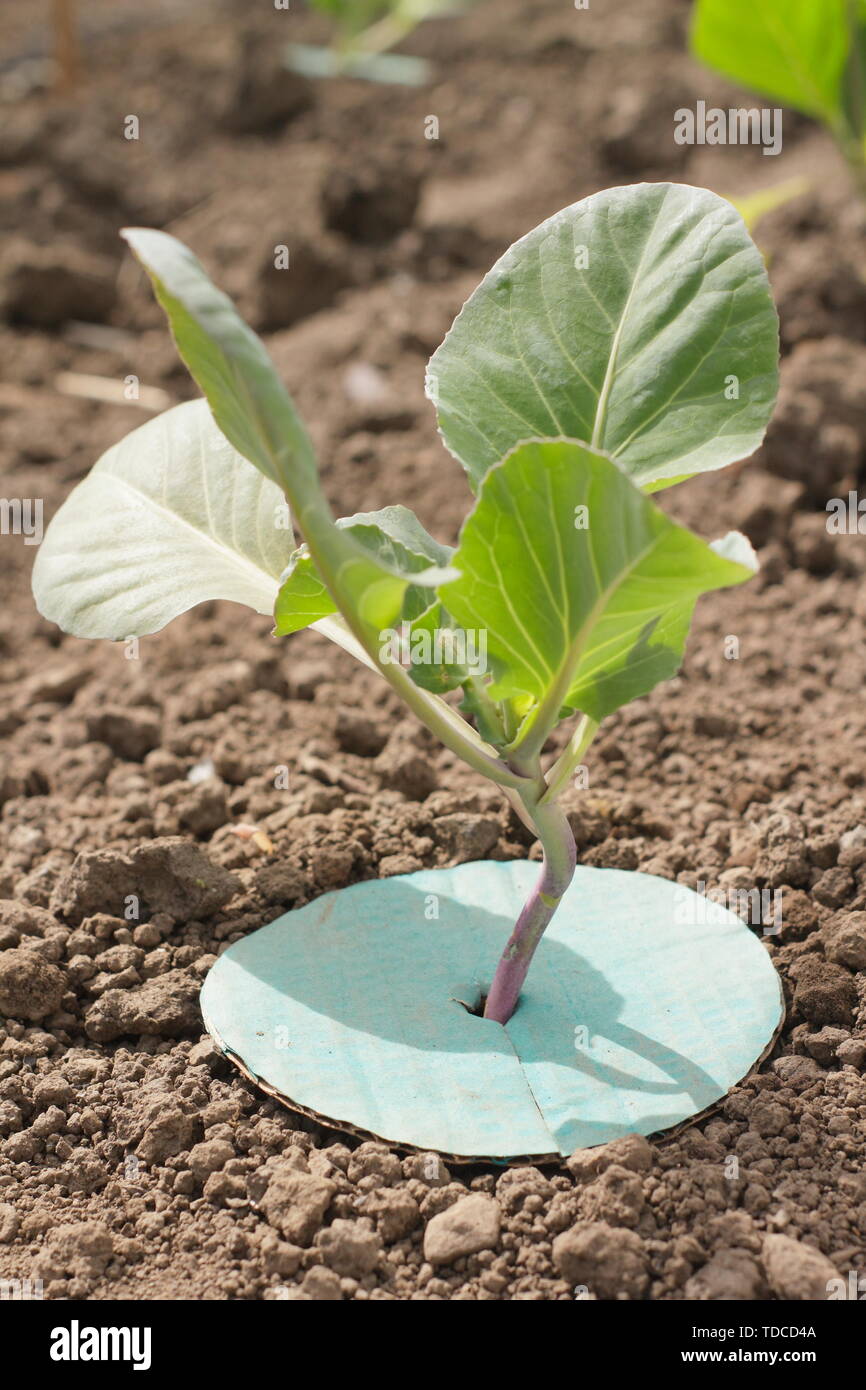 Brassica oleracea. Brassica collare posto su piantine di cavolo cappuccio per impedire la radice di infestazione di Mosca - Maggio. Regno Unito Foto Stock