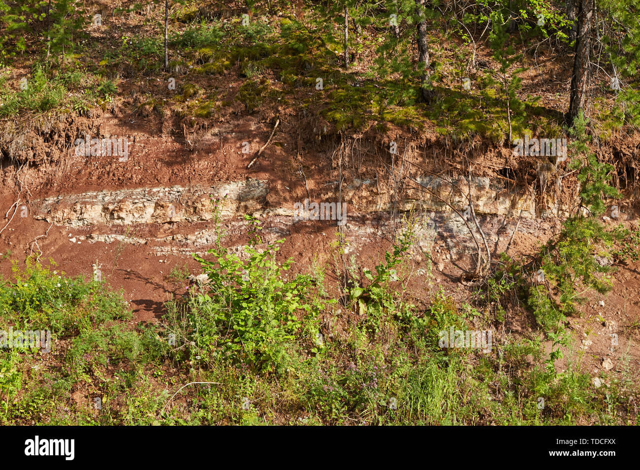 Formata naturalmente terreno tagliato nella foresta. Il suolo è dominato da argilla. I Suoli della Russia Foto Stock