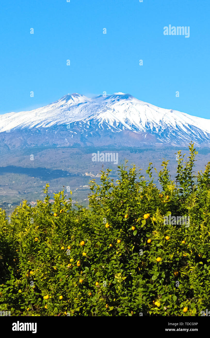 Bella immagine del Monte Etna catturato con alberi di limone con maturi il giallo dei limoni. Cielo blu, giornata di sole, neve sulla cima della montagna. Concetto siciliano, il paesaggio in Italia. Foto Stock