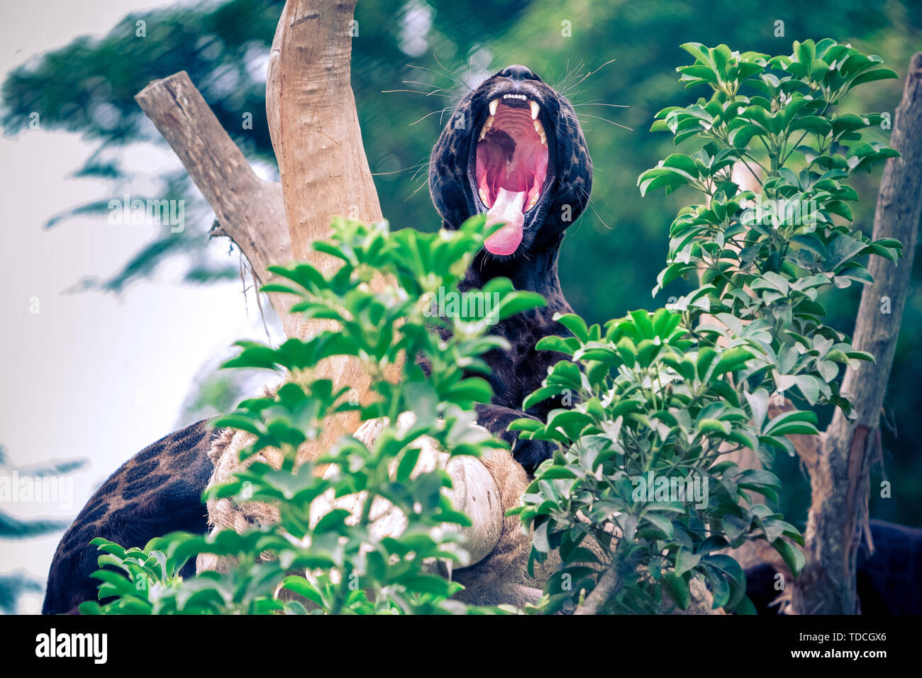 Black Panther, gatto selvatico giacente sulla boccola di albero e di imbardata. Foto Stock