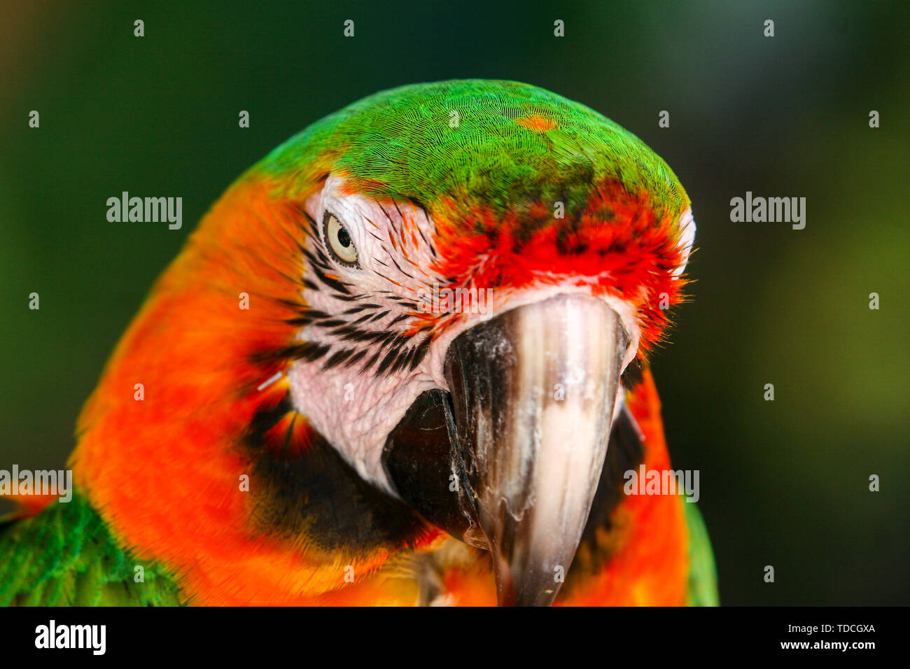 Closeup ritratto di il colorfully piumati pappagalli ara nell'ambiente naturale. Foto Stock