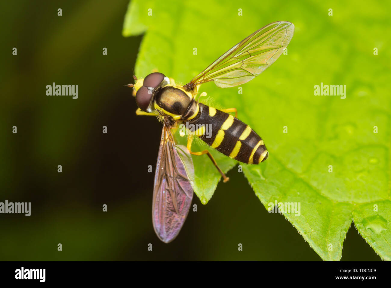 Syrphid Fly (Xanthogramma flavipes) - maschio Foto Stock