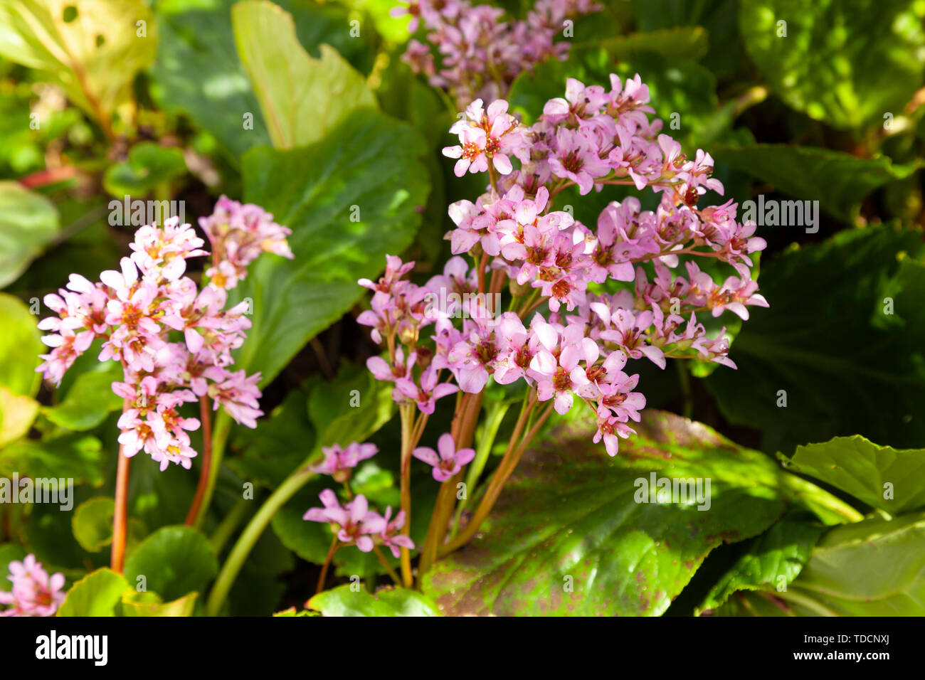 Bergenia cordifolia 'Elephant le orecchie' fioritura in marzo in Scozia. Foto Stock