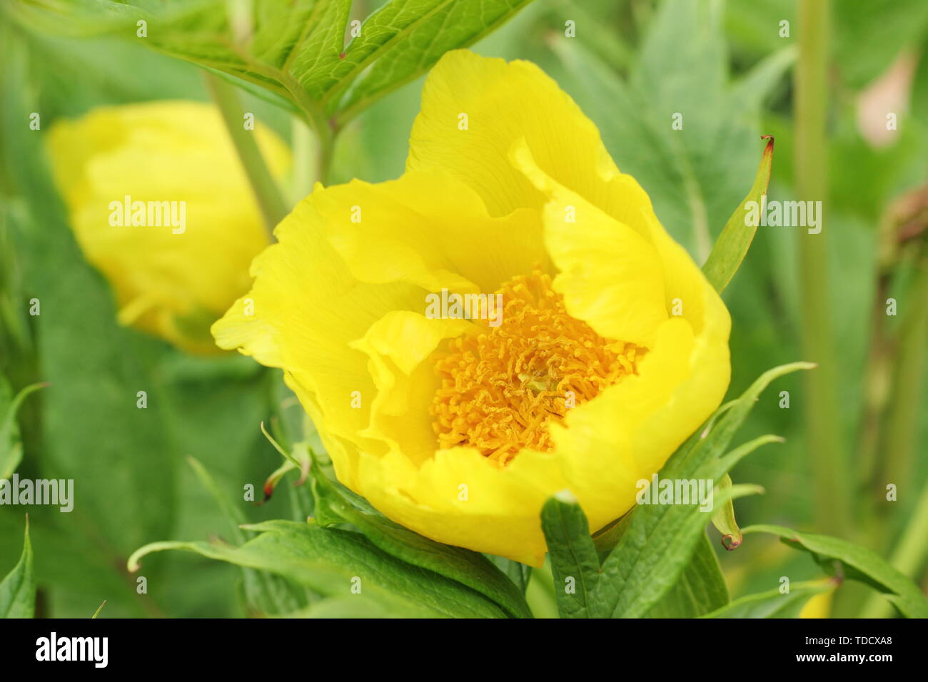 Paeonia lutea var. ludlowii. Struttura architettonica Peonia con cartaceo fiori gialli in Maggio Foto Stock