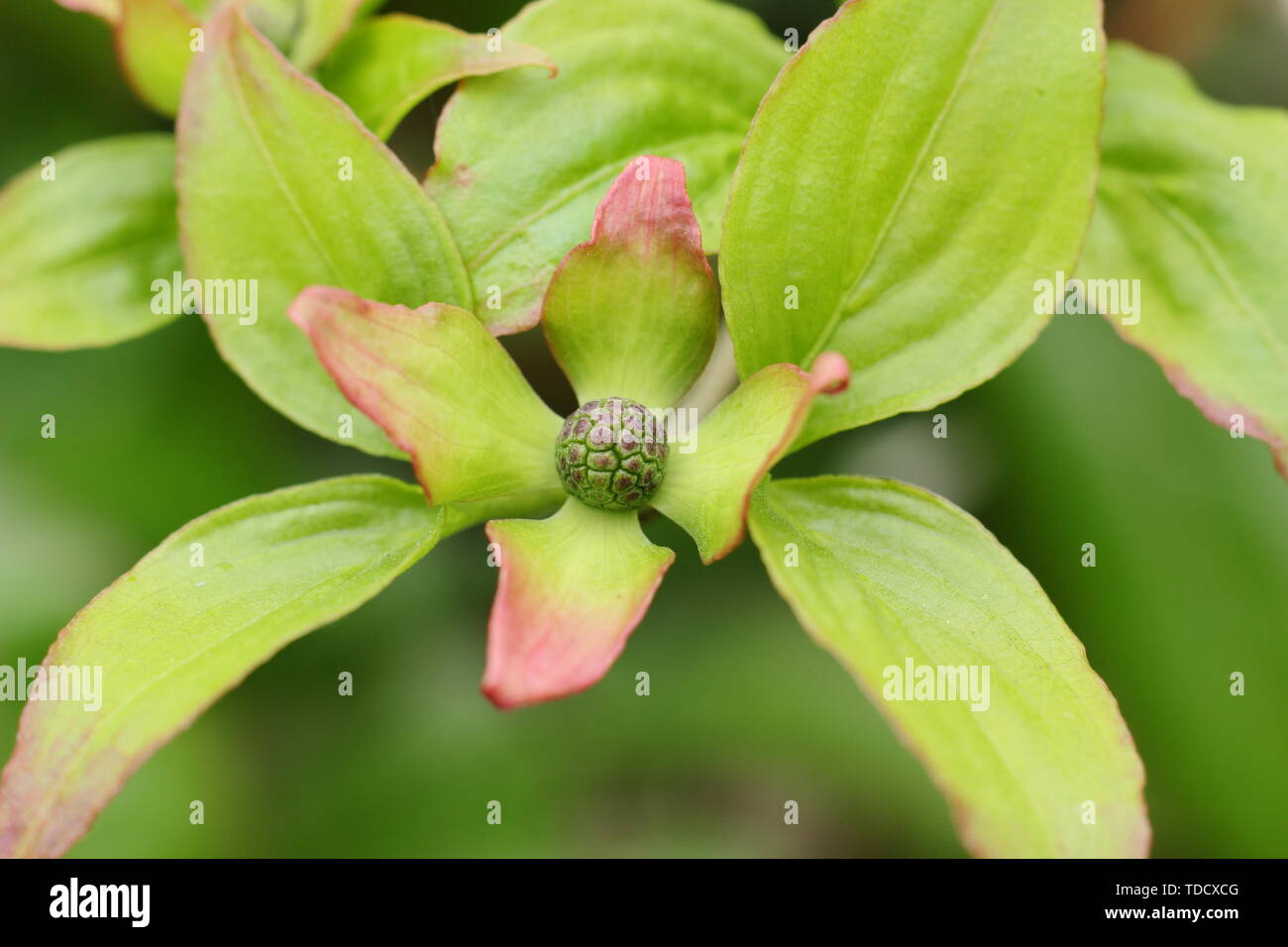Cornus kousa 'Miss Satomi' fioritura sanguinello in maggio. Regno Unito Foto Stock