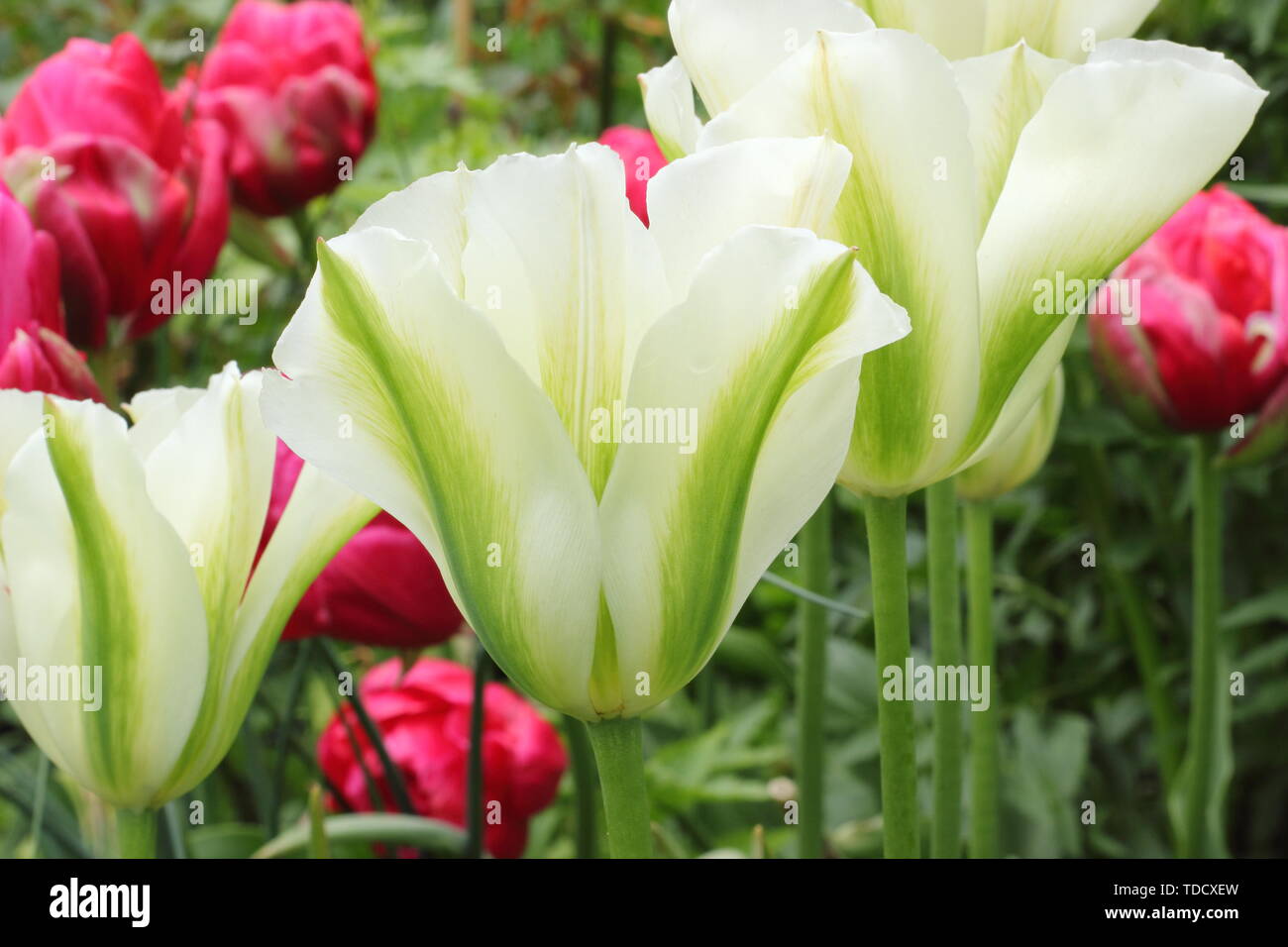Tulipa 'Spring verde' verde e avorio Viridiflora tulip nel Maggio Foto Stock