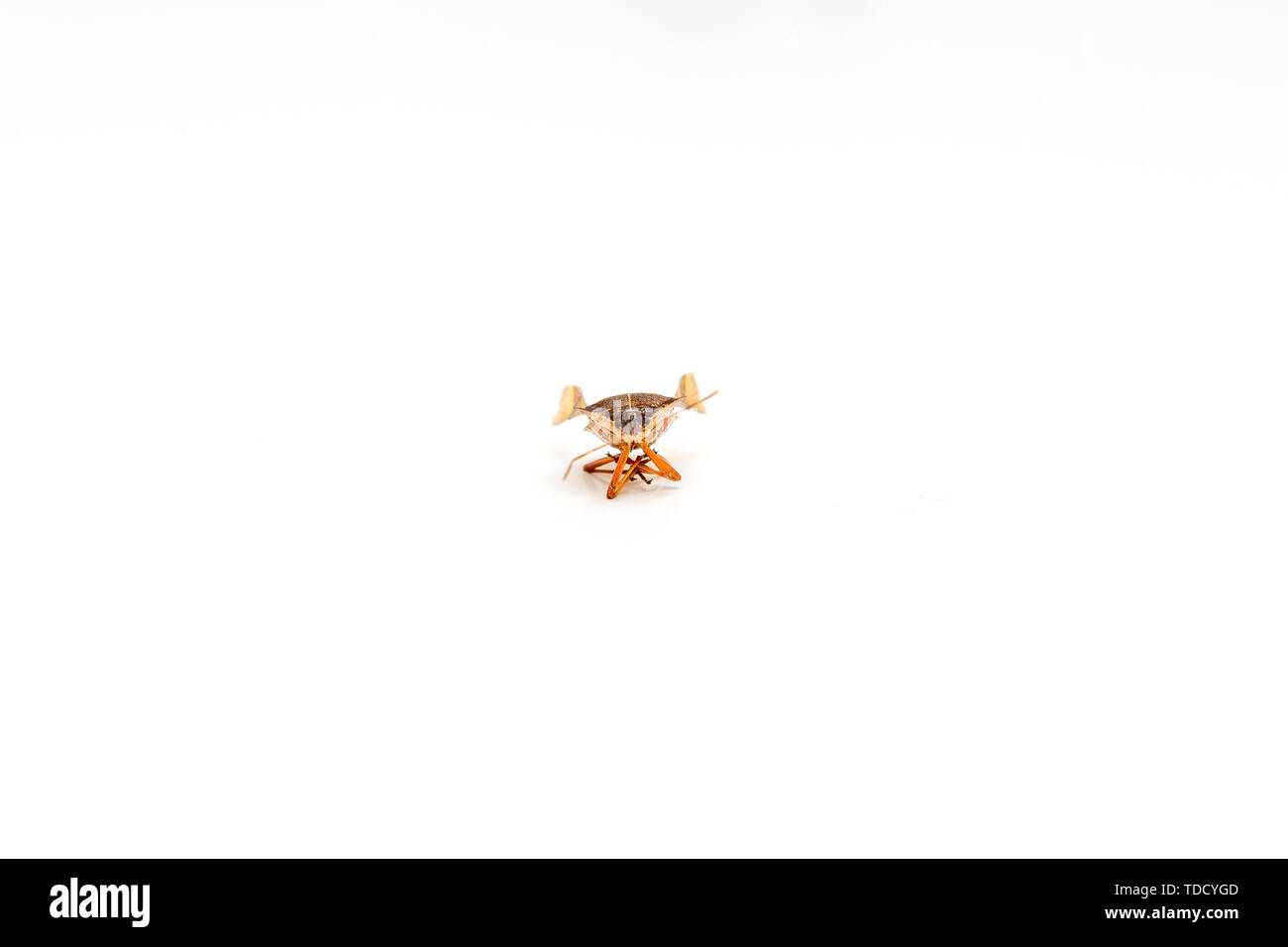 Isolato su sfondo bianco al centro, piccolo insetto Halyomorpha Halys con ali aperte Foto Stock