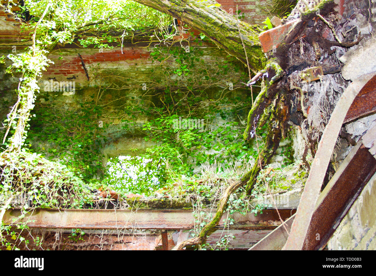La natura e il verde a cogliere e coperchio antico dimenticato medievali ed edifici militari. edifici secolari ora persi nella memoria della foresta e il Foto Stock