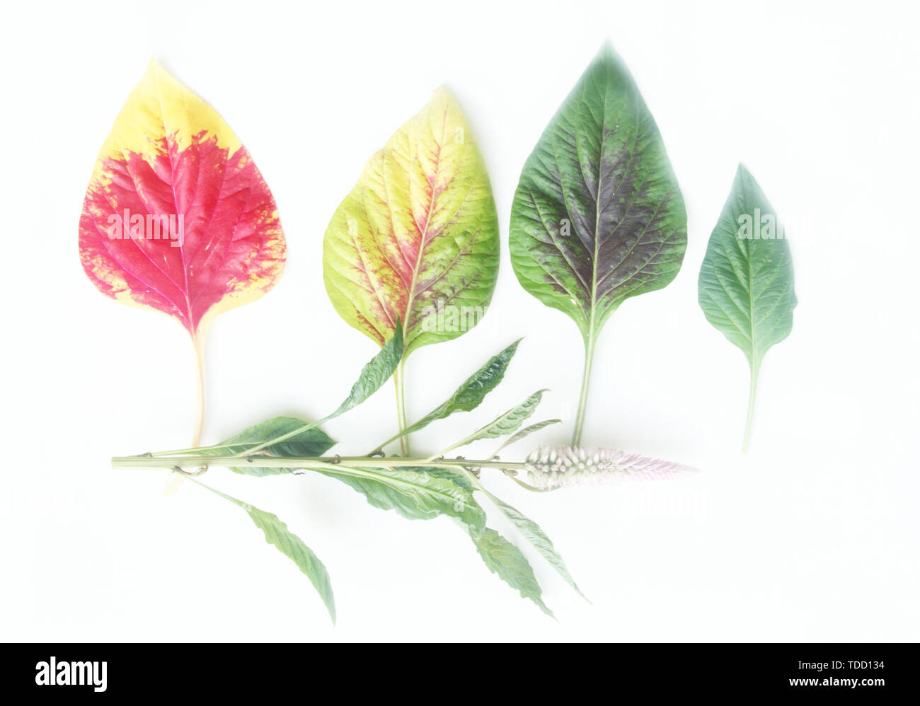 Foglie colorate sulla isolato bakcground, São Paulo, Brasile Foto Stock