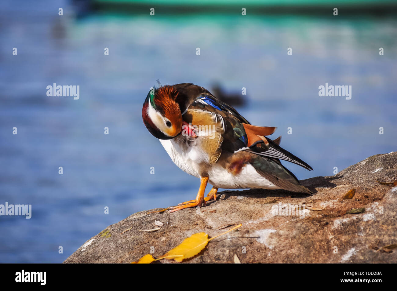Close-up di anatre di mandarino in riva al lago Foto Stock