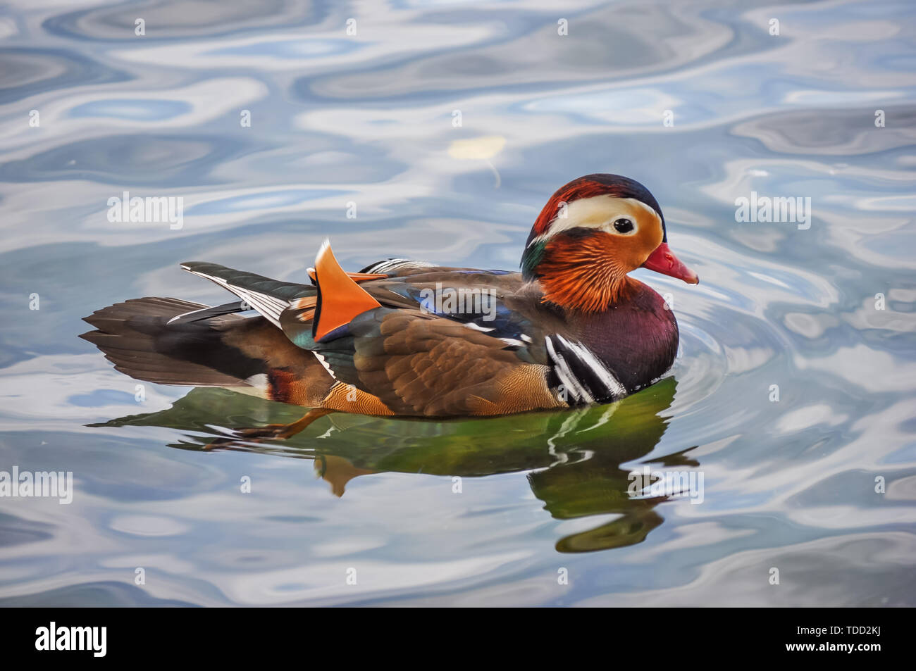 Close-up di anatre di mandarino in riva al lago Foto Stock