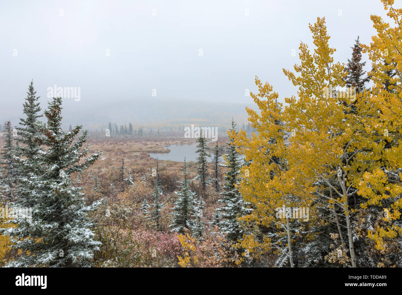 Brumoso paesaggio in colori autunnali, Waterton Lakes Nationalpark, Alberta, Canada Foto Stock