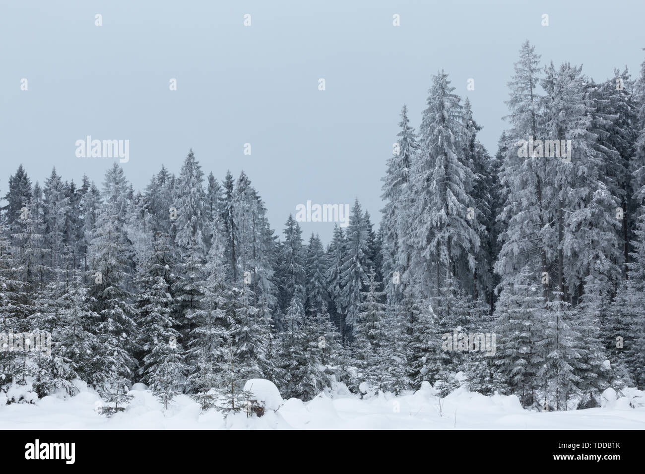 Foresta di inverno in Austria Inferiore, Waldviertel, Austria Foto Stock