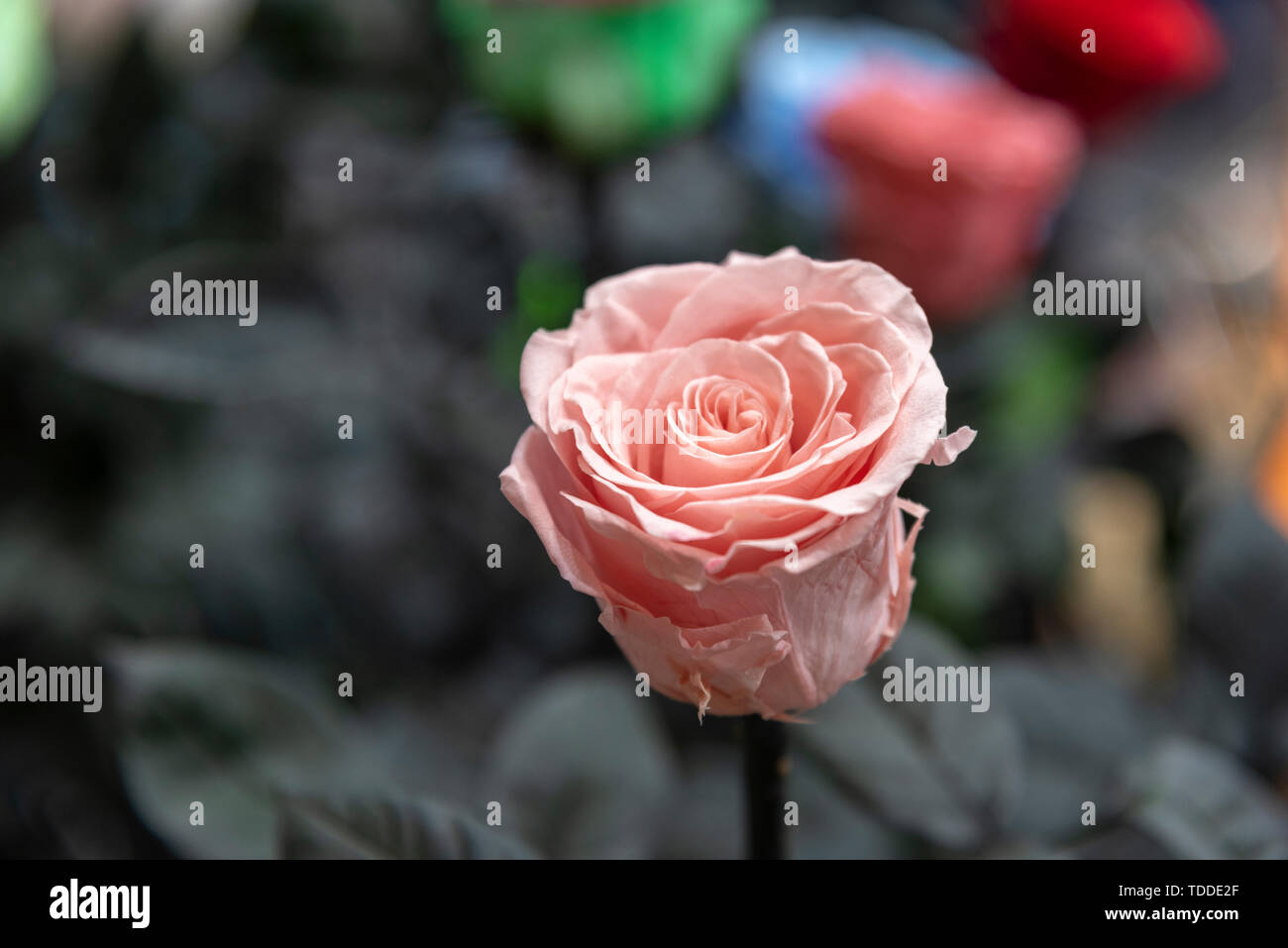 Everlasting fiore. Foto Stock