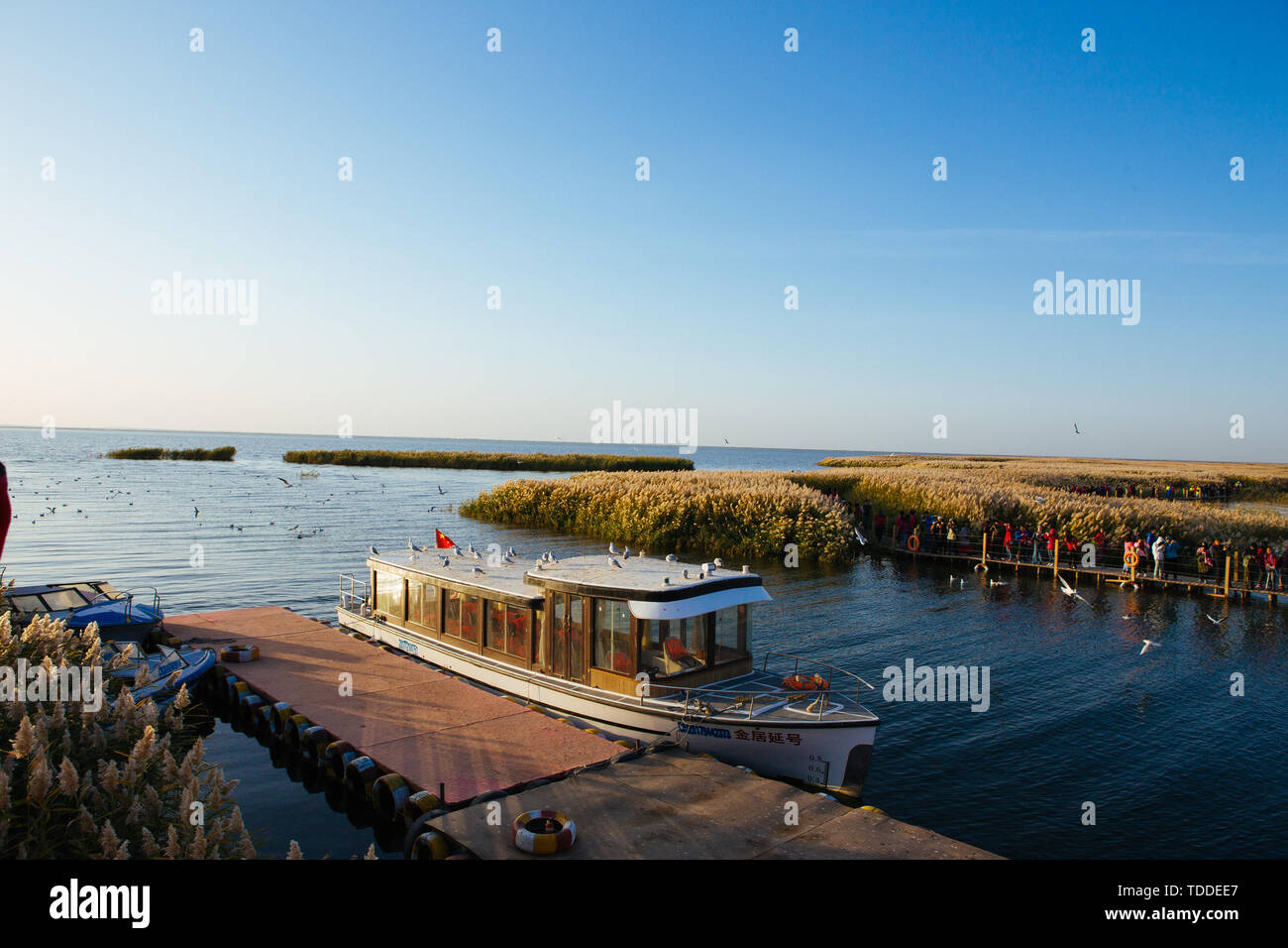 A sunrise in mare Juyan, uno stormo di uccelli acquatici volare da Foto Stock