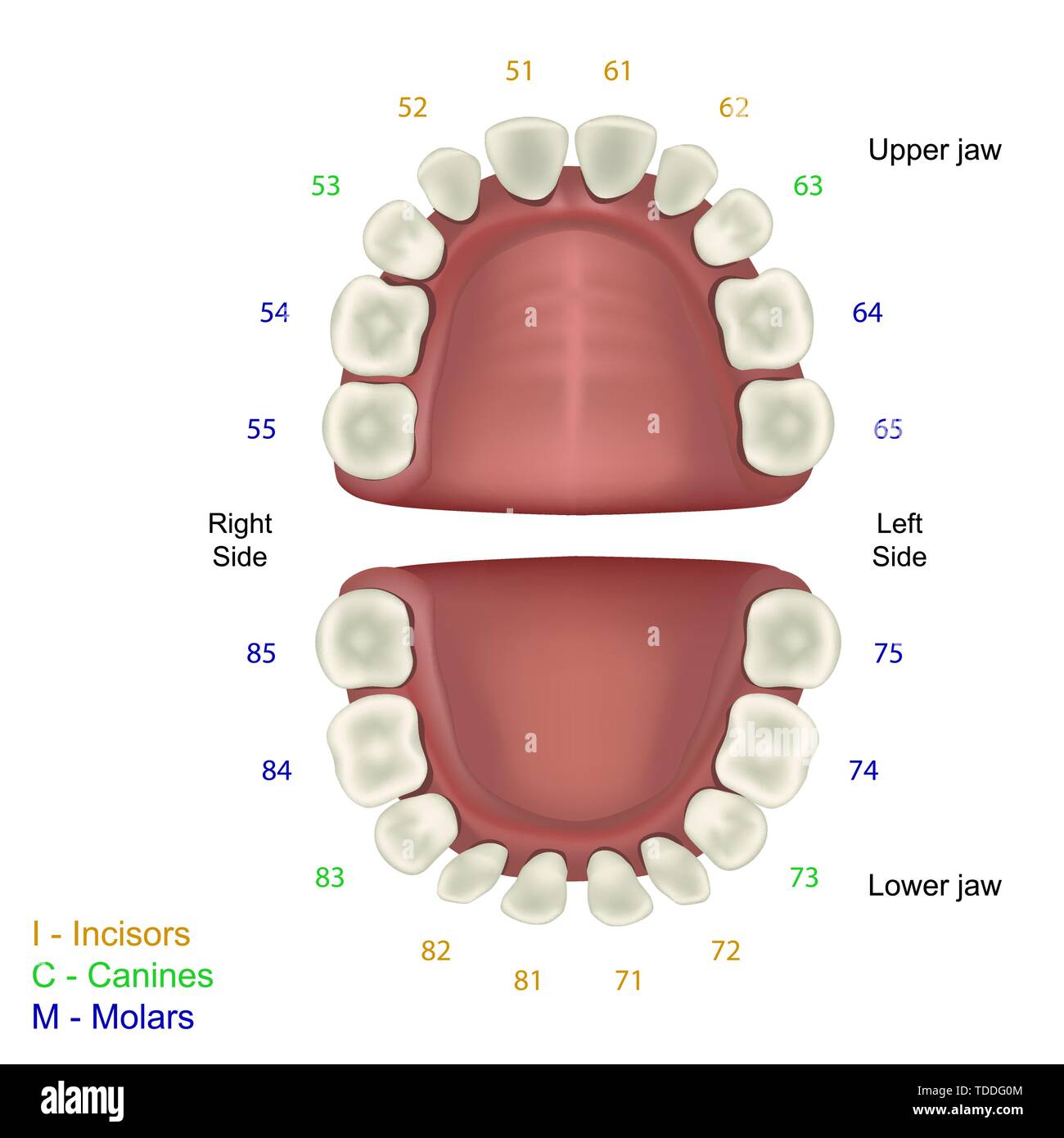 Dente di latte Illustrazione medica, IED schema dente una infografica Illustrazione Vettoriale