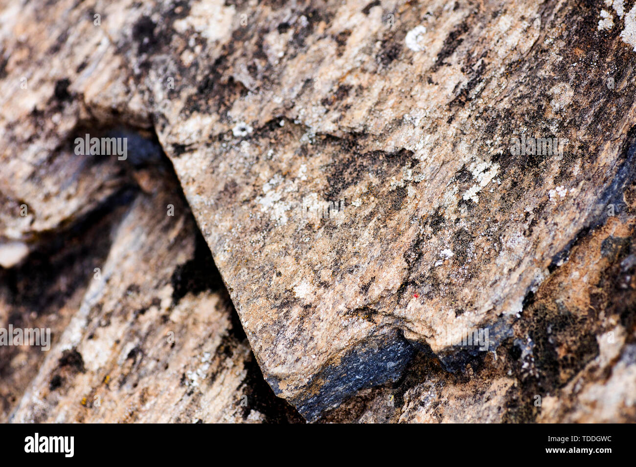 I licheni sulla roccia macro sfondo estrema arte in stampe di alta qualità prodotti Foto Stock