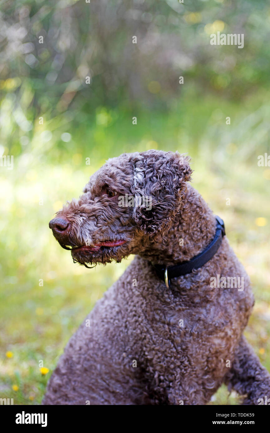 Ritratto di cane Lagotto romagnola macro sfondo arte in stampe di alta qualità prodotti 50,6 megapixel Foto Stock