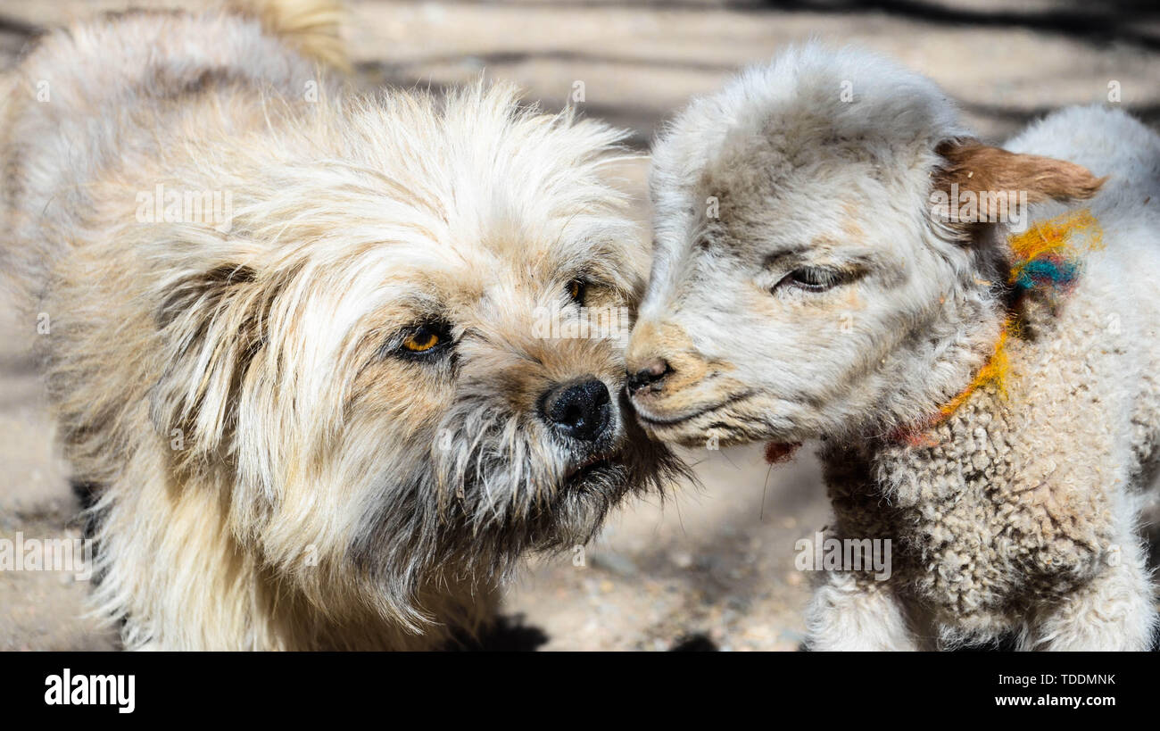 Ritratto di un simpatico cane randagio e pecore kissing ogni altra con bokeh di fondo Foto Stock
