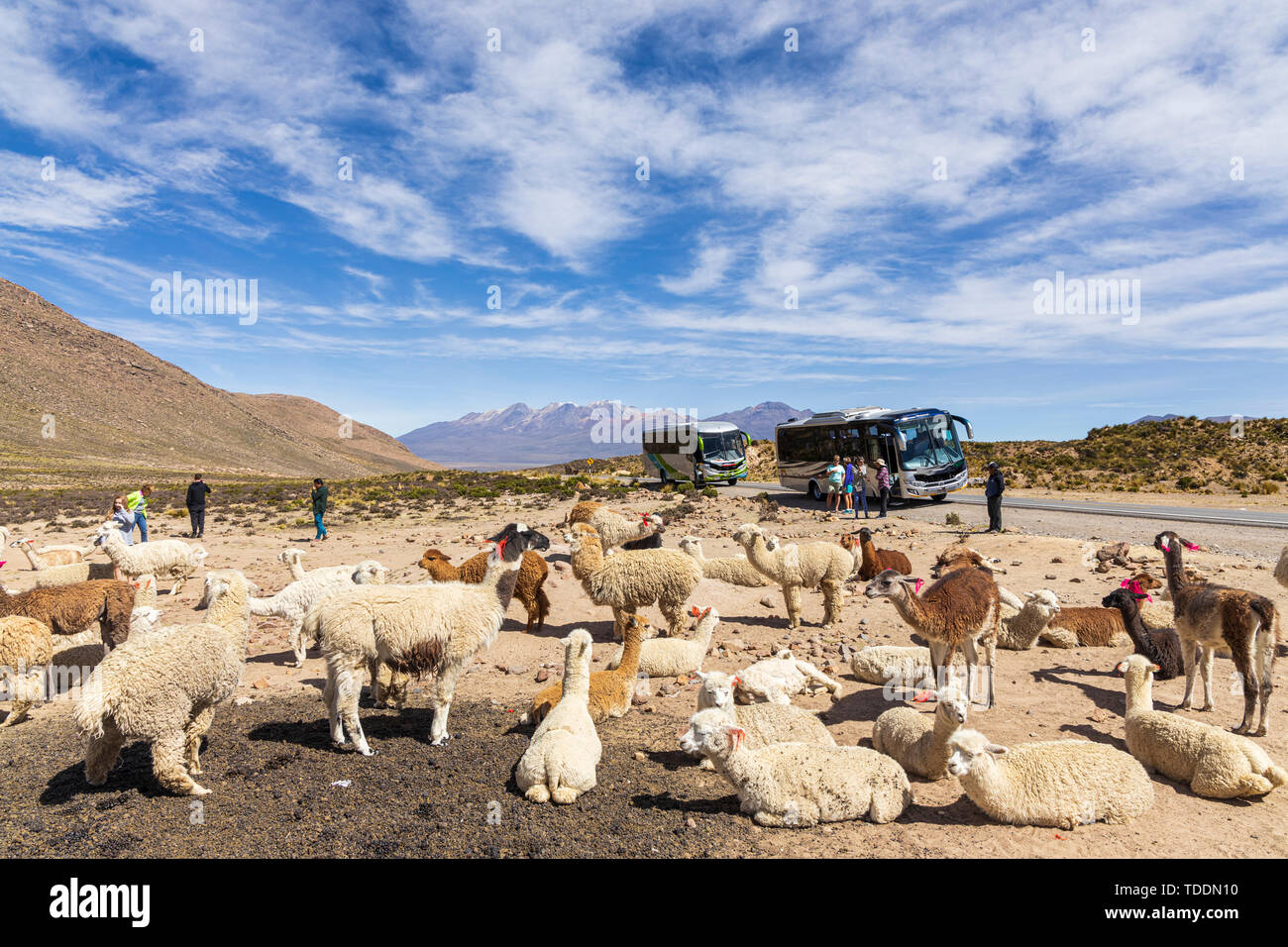 Lama e alpaca, allevamento dal lato della strada con gruppi in gita turistica in la Reserva Nacional de Salinas y Aguada Blanca, Arequipa, Perù, Foto Stock