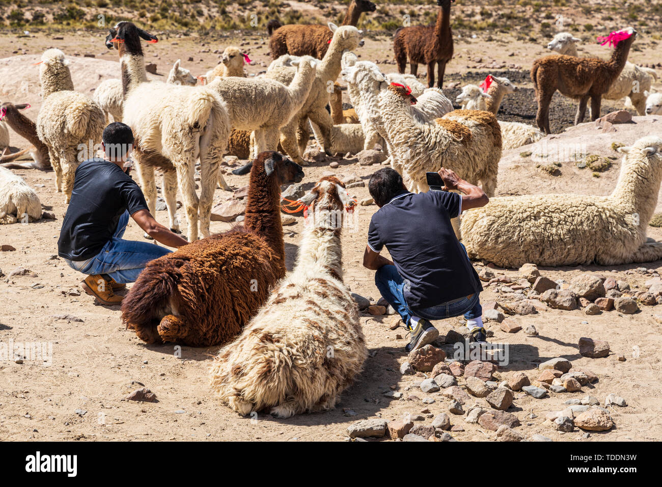 I turisti tenendo selfies sui loro telefoni cellulari con lama e alpaca in la Reserva Nacional de Salinas y Aguada Blanca, Arequipa, Perù, Foto Stock
