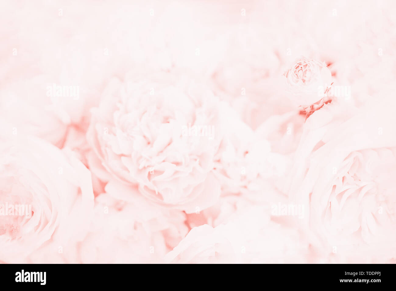 Splendida peonia delicati fiori. Sfondo floreale, luce rosa corallo, colore soffice Foto Stock