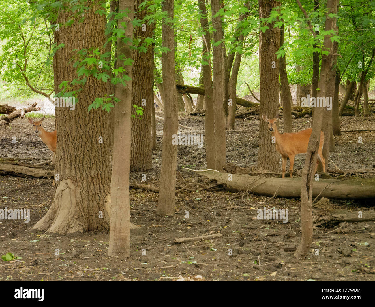 White-tailed deer (Odocoileus virginianus) non su Des Plaines River golena. La Thatcher boschi, Illinois. Foto Stock