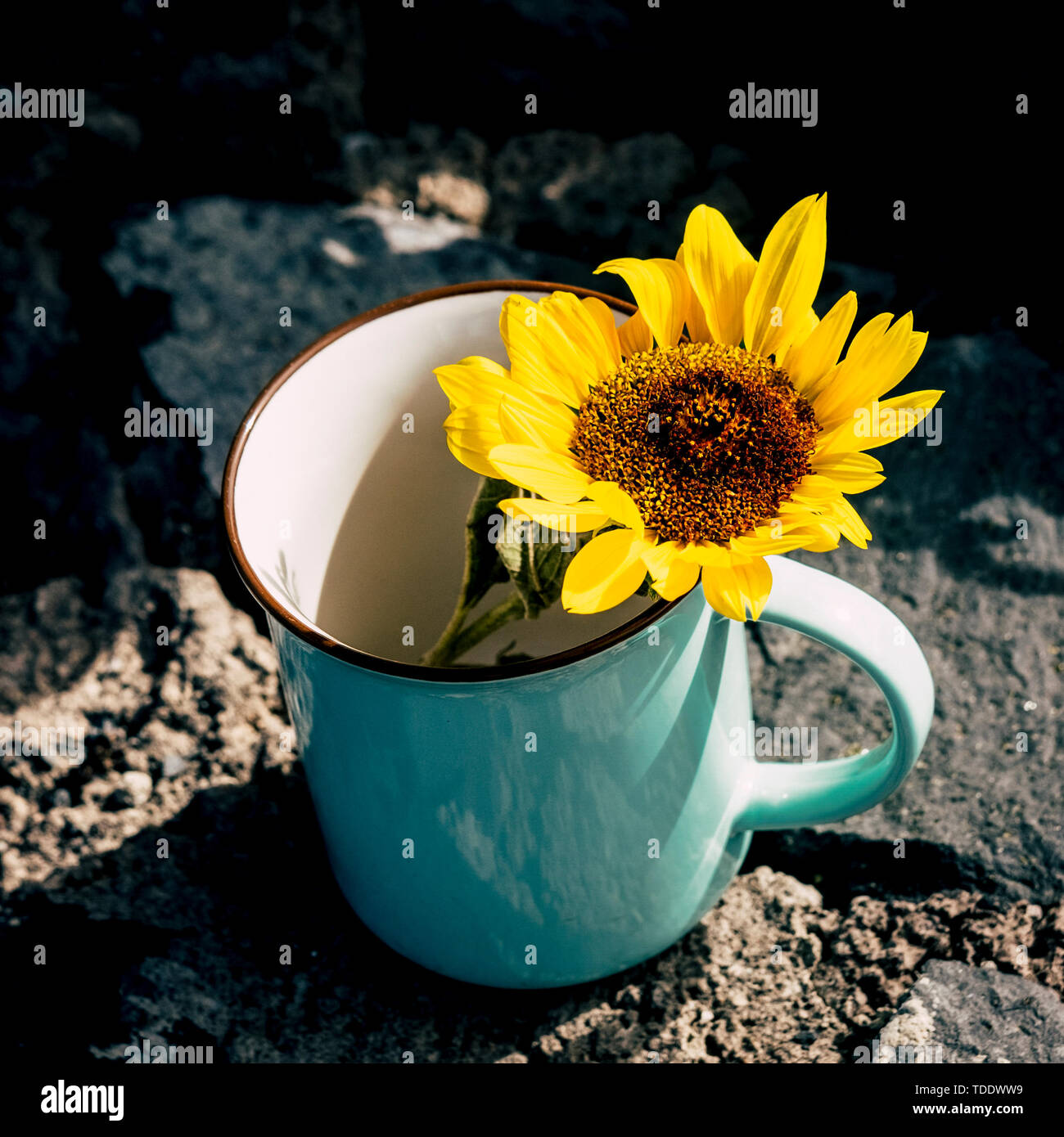 La libertà e il concetto di ambiente con giallo e colorato Sole fiore all'interno di un viaggio wanderlust mug sulle rocce - natura e outdoor rispetto per l'E Foto Stock
