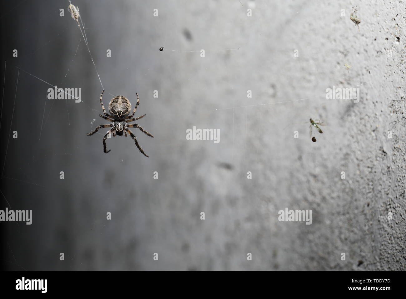 Un grasso, zampe breve spider seduta sul suo web rivolta verso il basso nella parte anteriore di un muro di cemento. Precedente cucciolata uccide il web. Foto Stock