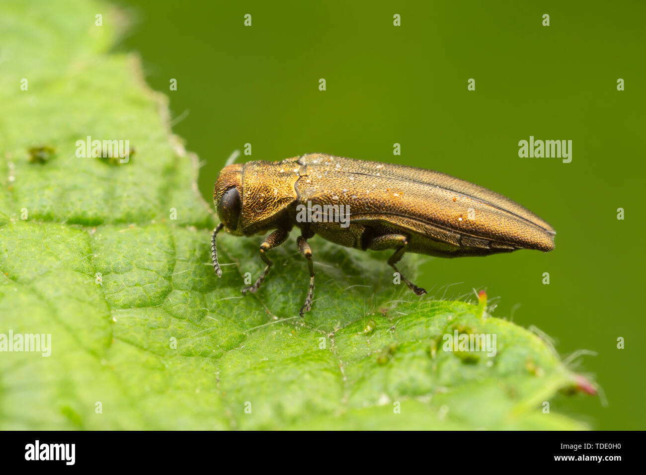 Stelo di Rose Girdler (Agrilus cuprescens) su un Wineberry (Rubus phoenicolasius) impianto foglia. Foto Stock