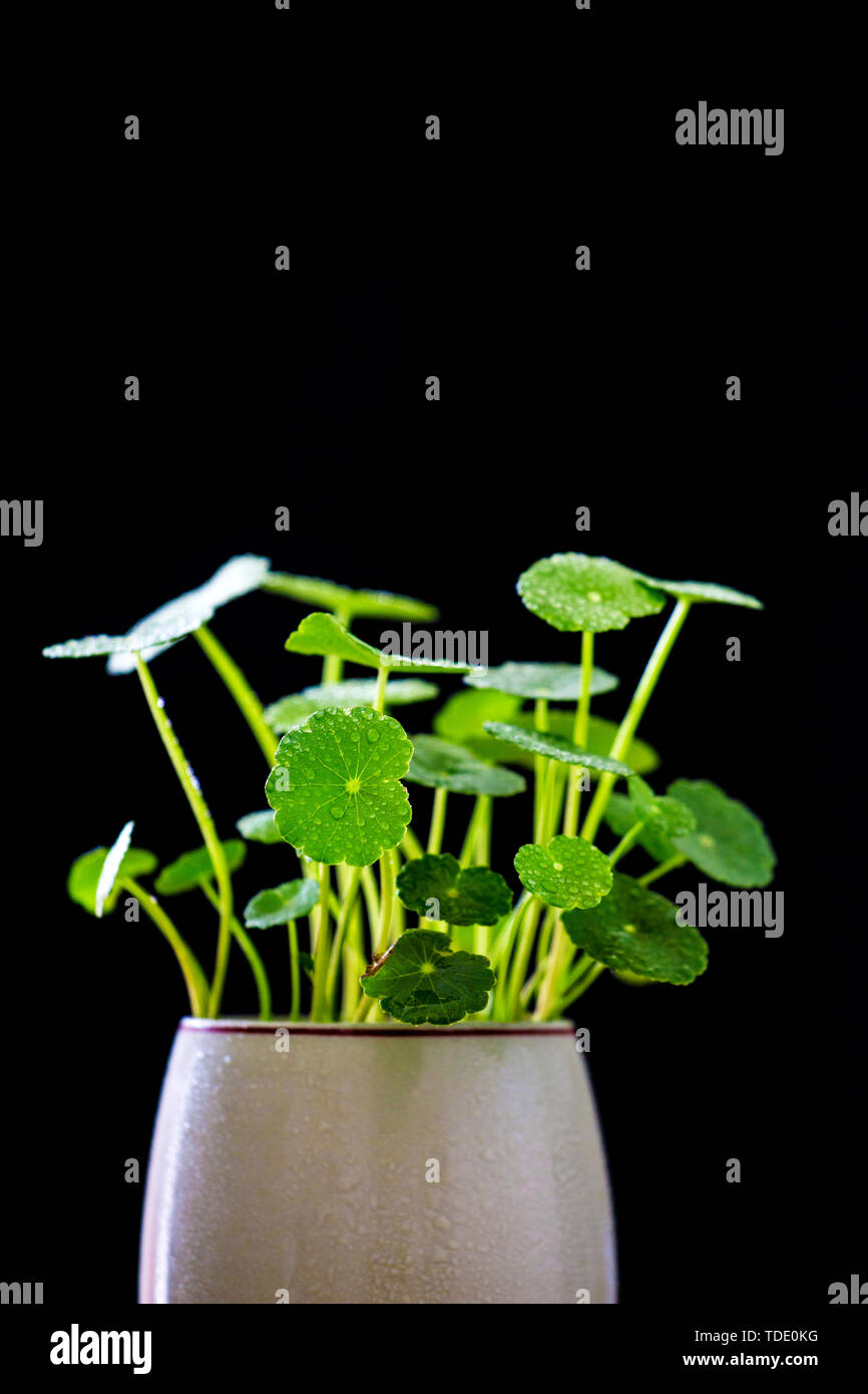 Squisito il denaro di rame erba invasati Foto Stock