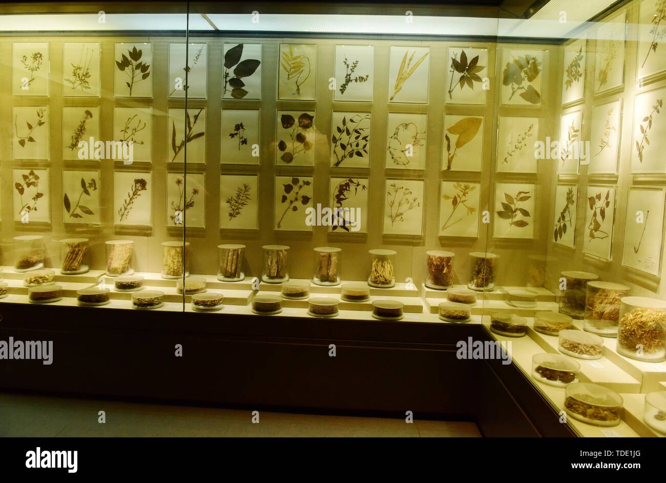 Exhibition Hall di cinese materiali medicinali Foto Stock