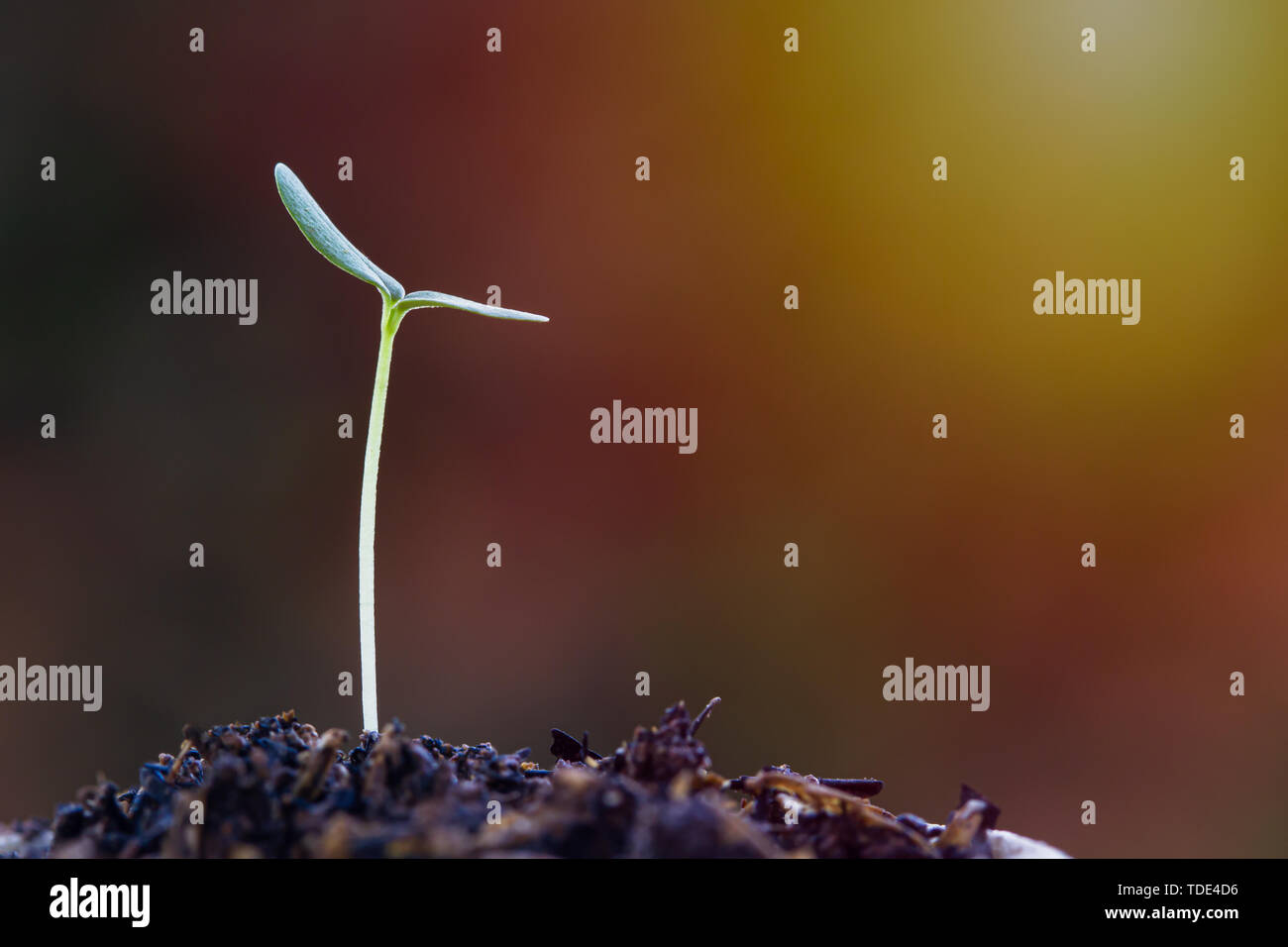 La crescita della tua vita, ricchezza, attività, concetto finanziario. Un germoglio di crescita su terreno buono con la luce del sole e spazio per il disegno di testo. Foto Stock