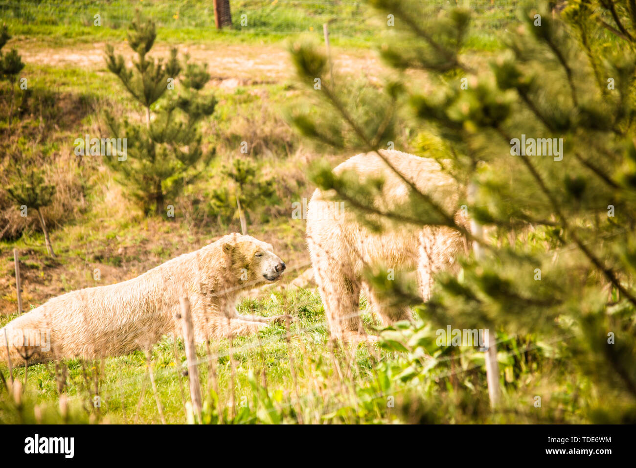 Pola appoggia nel parco in appoggio Raymond Boswell Foto Stock