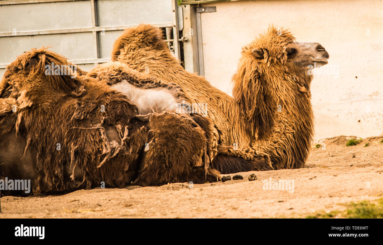 Camel appoggiato Raymond Boswell Foto Stock