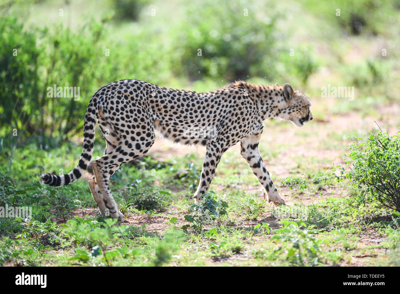 (190615) -- NAIROBI, 15 giugno 2019 (Xinhua) -- un ghepardo cerca di cibo a Samburu riserva nazionale, nel nord del Kenya, 14 giugno 2019. La Samburu National Reserve si trova nel nord del Kenya, copre un area di circa 165 chilometri quadrati. Esso attira gli animali a causa del Ewaso Ng'iro fiume che scorre attraverso di essa e la miscela di acacia, foresta fluviale, thorn alberi e prati vegetazione. Di Grevy zebra, gerenuk reticolato, giraffe e beisa oryx qui sono più di quelli in altre regioni del paese. La riserva è anche la casa di leoni, coccodrilli, babbuini, elefanti e centinaia di Foto Stock