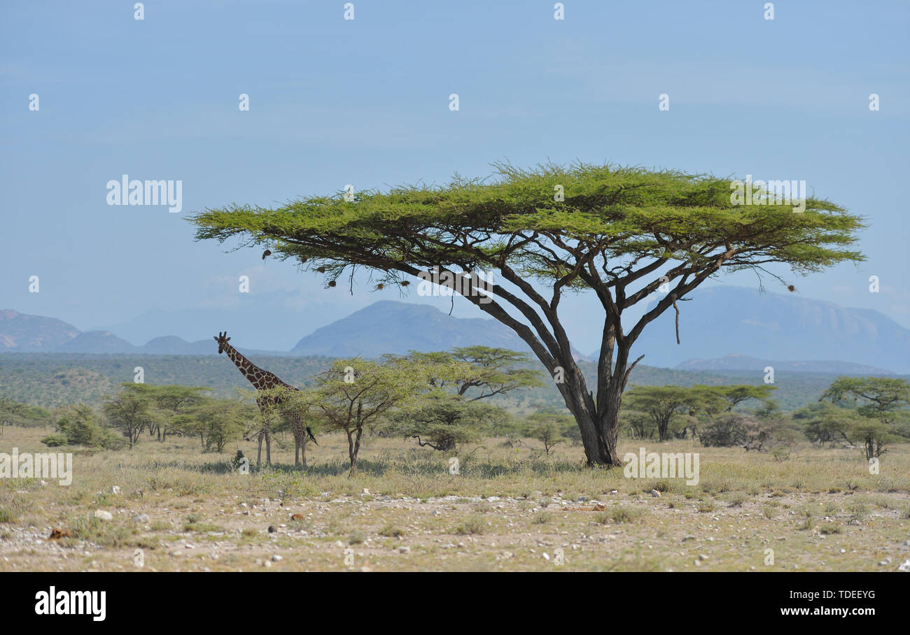 (190615) -- NAIROBI, 15 giugno 2019 (Xinhua) -- Una giraffa poggia sotto gli alberi a Samburu riserva nazionale, nel nord del Kenya, 14 giugno 2019. La Samburu National Reserve si trova nel nord del Kenya, copre un area di circa 165 chilometri quadrati. Esso attira gli animali a causa del Ewaso Ng'iro fiume che scorre attraverso di essa e la miscela di acacia, foresta fluviale, thorn alberi e prati vegetazione. Di Grevy zebra, gerenuk reticolato, giraffe e beisa oryx qui sono più di quelli in altre regioni del paese. La riserva è anche la casa di leoni, coccodrilli, babbuini, elefanti e hund Foto Stock