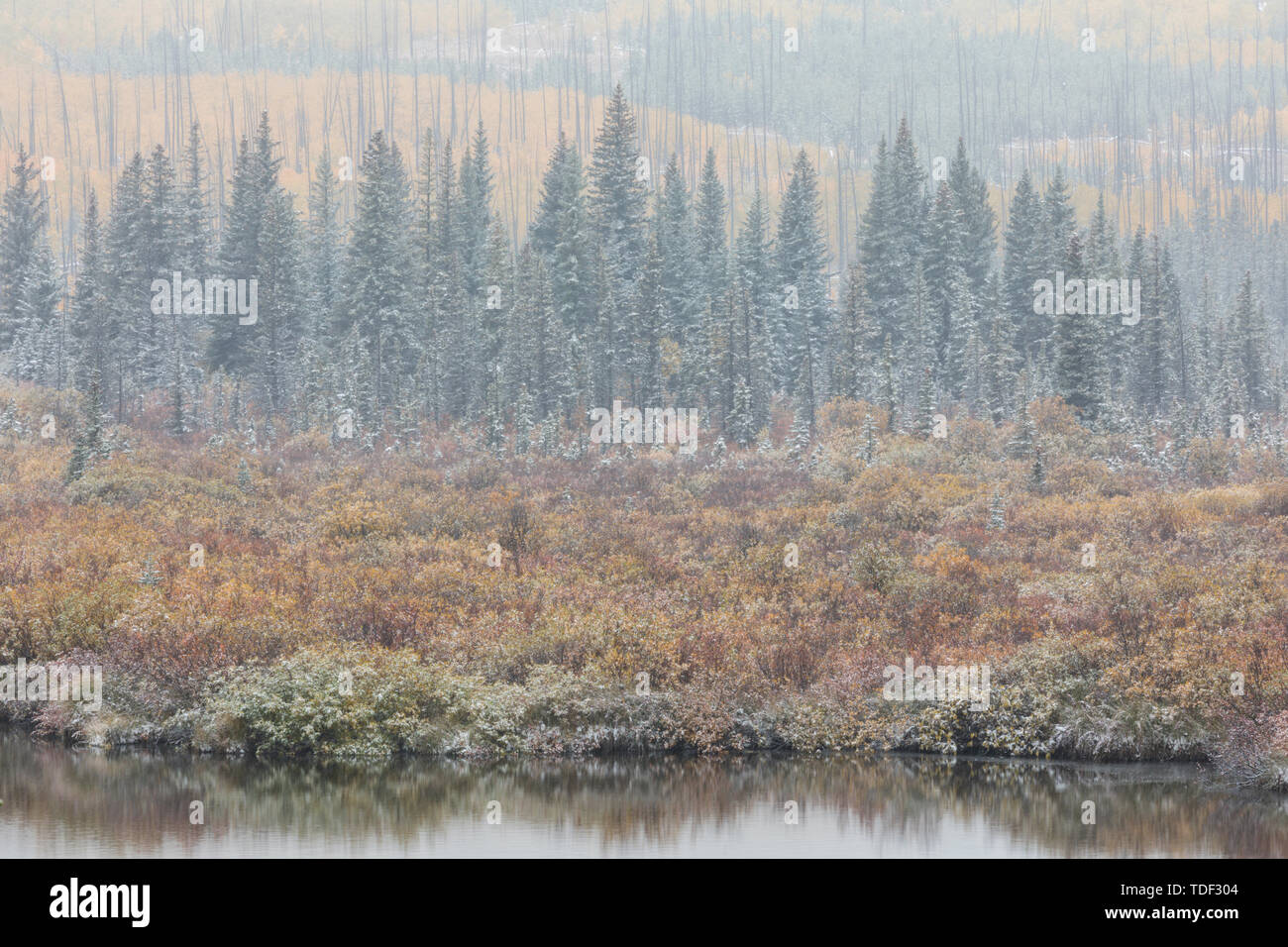 Brumoso paesaggio in colori autunnali, Waterton Lakes Nationalpark, Alberta, Canada Foto Stock