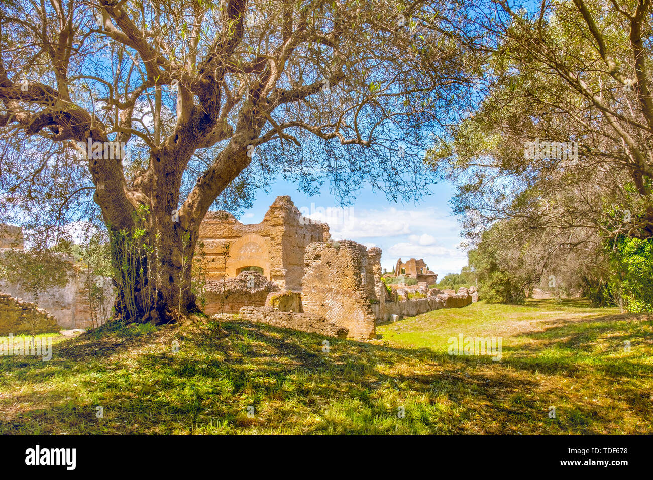 Campagna italiana antiche rovine i rami degli alberi sulla giornata di sole a Tivoli Foto Stock