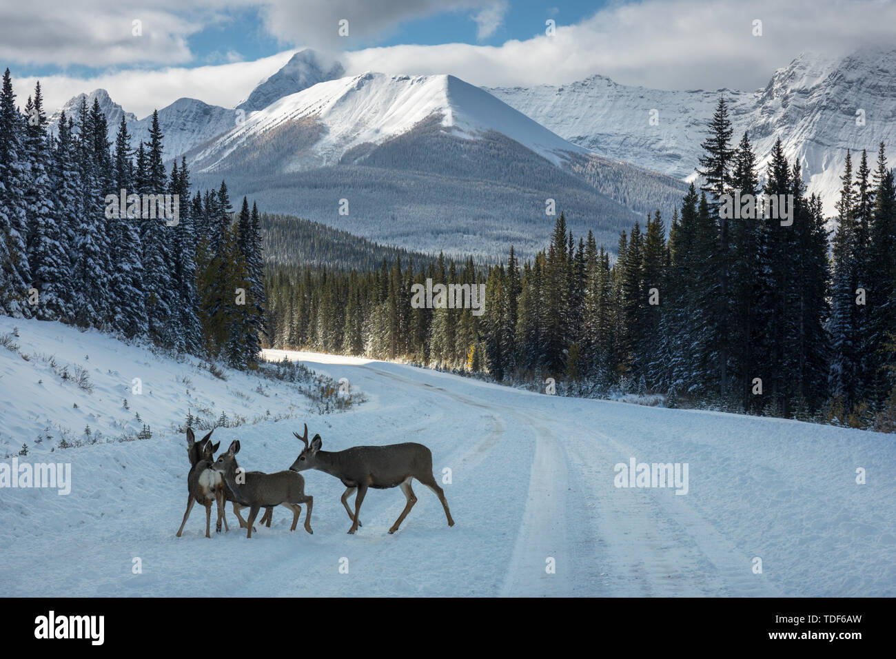 Cervi su una strada innevata, White-Tailed cervi, Odocoileus virginianus, Spray Valle dei Laghi del Parco Provinciale, Canmore, Kananaskis, Alberta, Canada Foto Stock