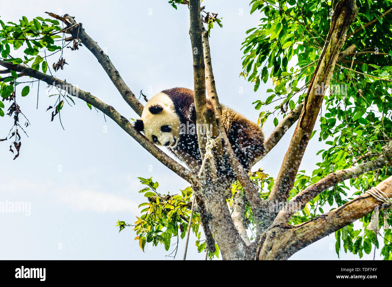 Panda Foto Stock